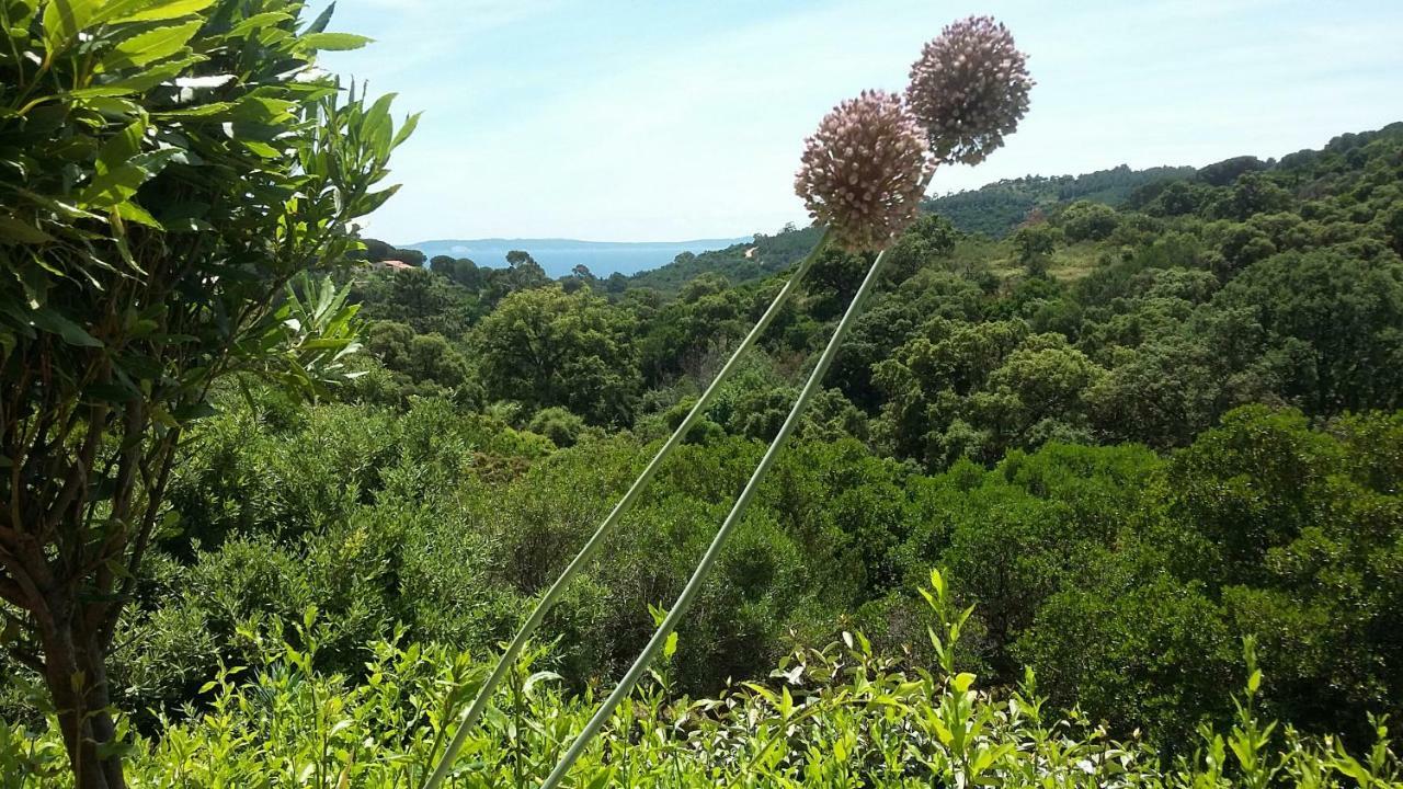 Hotel Massacan-Vue Mer à Le Lavandou Extérieur photo